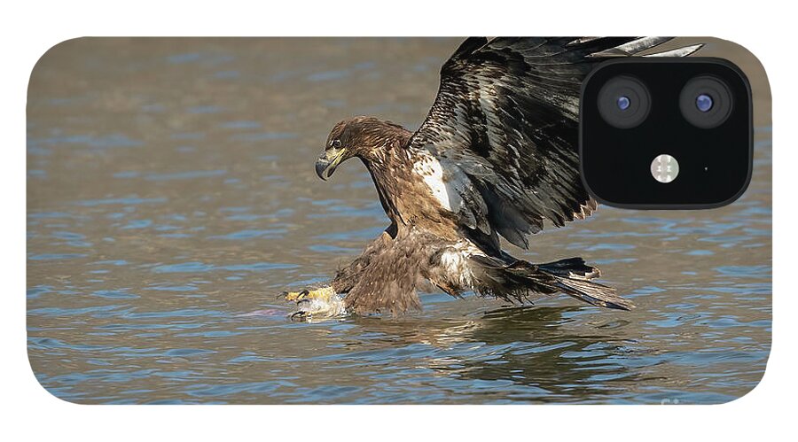 Bald Eagle iPhone 12 Case featuring the photograph Eagle diving into water by Sam Rino