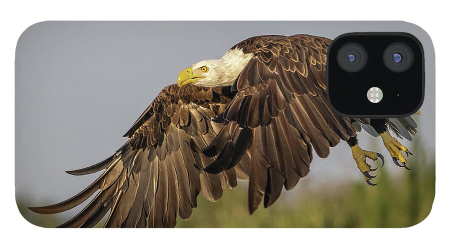 Wagle iPhone 12 Case featuring the photograph Eagle Flying Low by Tom Claud