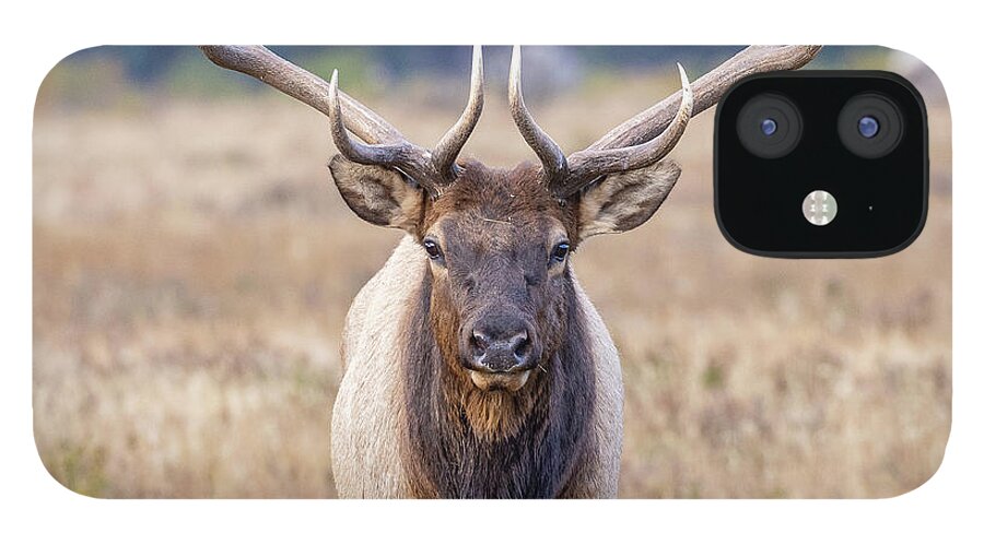 Elk iPhone 12 Case featuring the photograph Elk Bull Head On Close-Up by Tony Hake