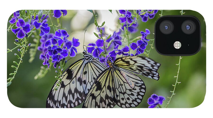 Idea Leuconoe iPhone 12 Case featuring the photograph Enjoying Lunch Together by Eva Lechner