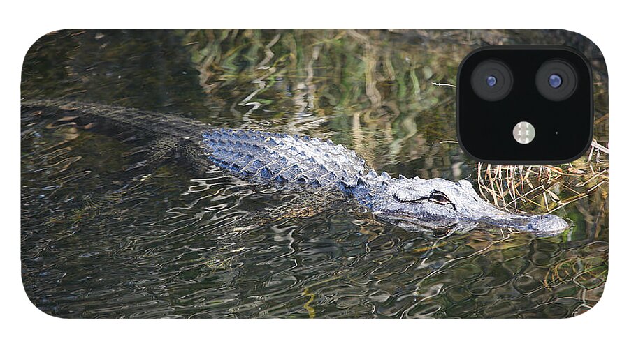 Alligator iPhone 12 Case featuring the photograph Everglades Alligator by Custom Aviation Art