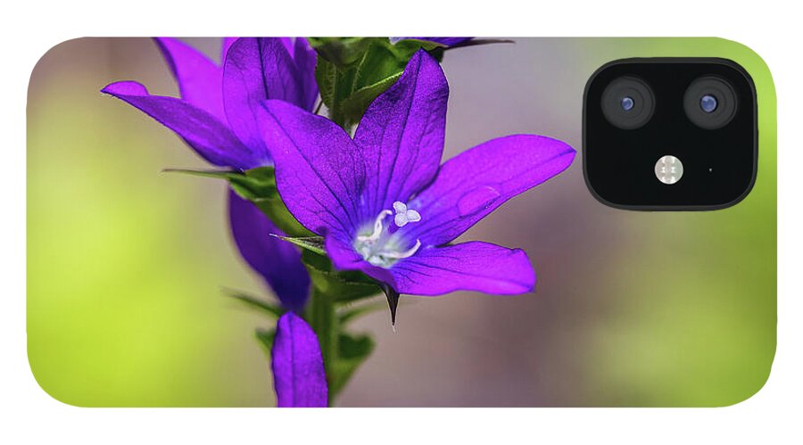 Plants iPhone 12 Case featuring the photograph Flower Photography - Spring Blooms by Amelia Pearn