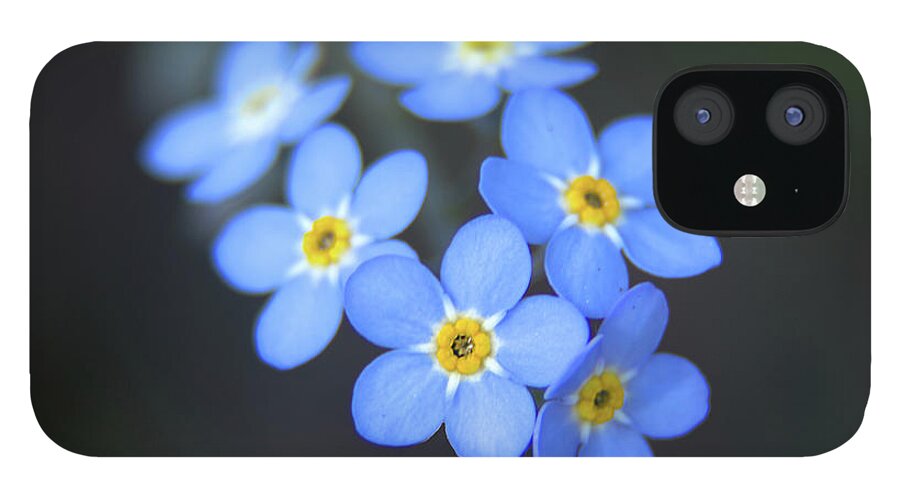 Flower iPhone 12 Case featuring the photograph Forget Me Not by Loyd Towe Photography