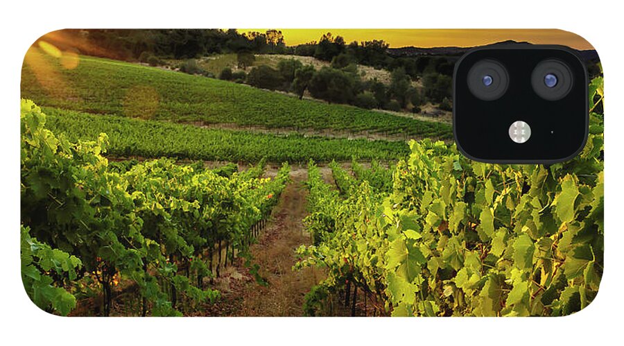 Vineyard iPhone 12 Case featuring the photograph Gianelli Vineyard 2 by Gary Johnson