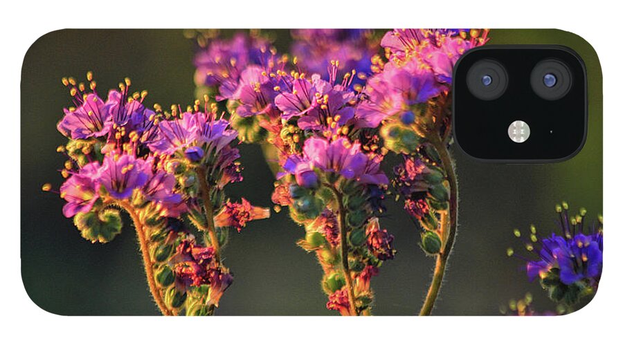Desert-wildflower-blooms-scorpion-weed-stinknet Desert iPhone 12 Case featuring the photograph Golden Scorpion Weed by Gene Taylor