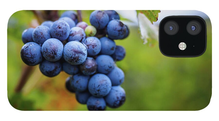 Agriculture iPhone 12 Case featuring the photograph Grapes on the vine by Robert Miller