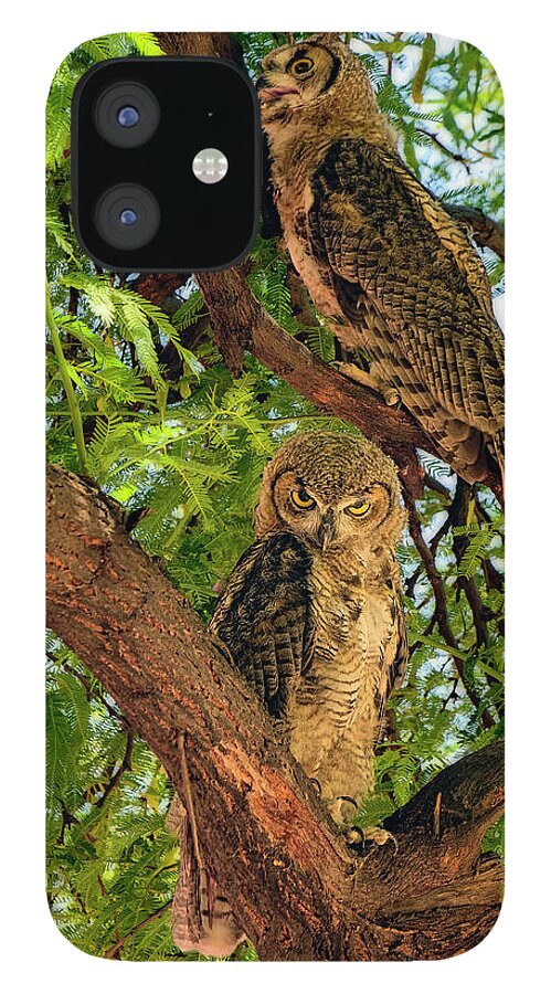 Owl iPhone 12 Case featuring the photograph Great Horned Owls v24156 by Mark Myhaver