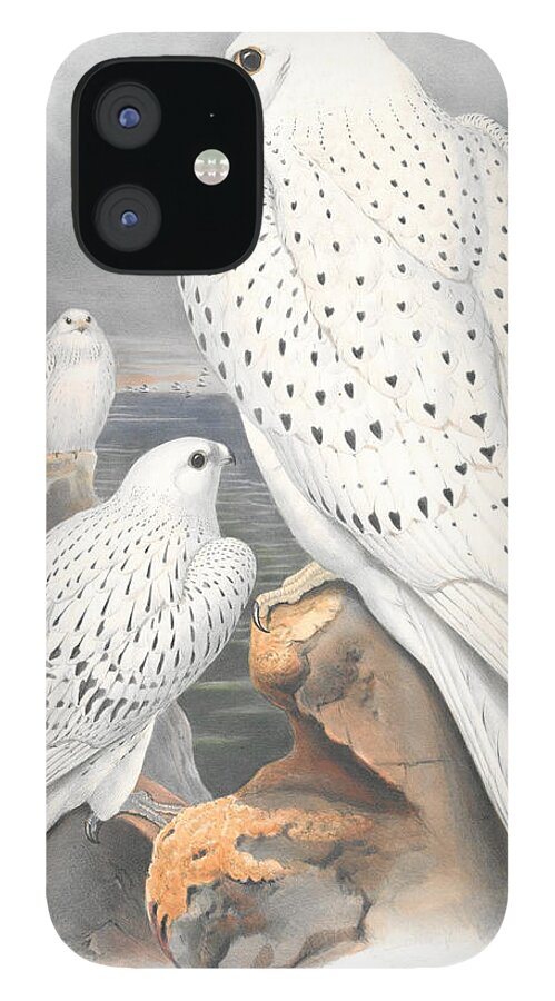 Greenland Falcon iPhone 12 Case featuring the jewelry Greenland Falcon. John Gould by World Art Collective