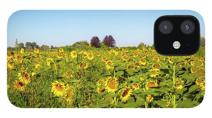 Sunflowers iPhone 12 Case featuring the photograph Happy Sunflowers by Dart Humeston