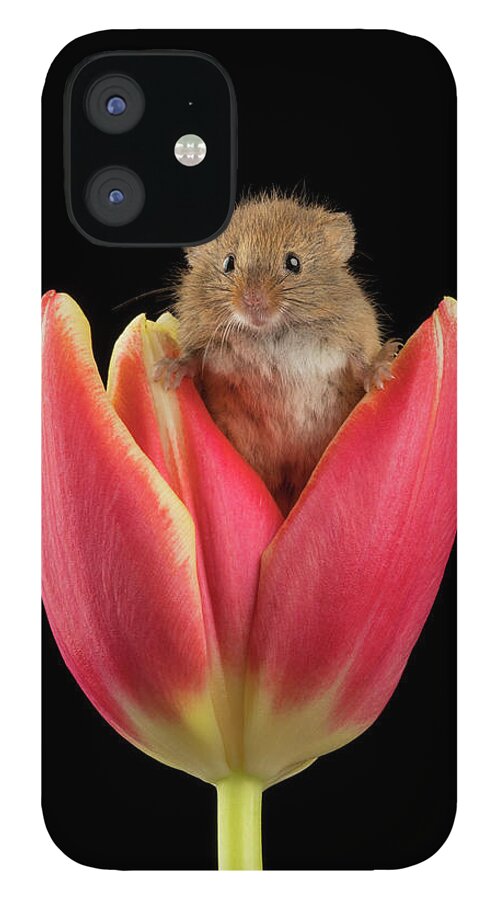 Harvest iPhone 12 Case featuring the photograph Harvest Mouse-1601 by Miles Herbert