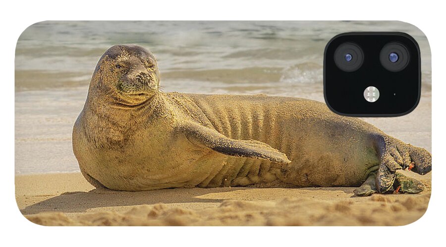 Animal iPhone 12 Case featuring the photograph Hawaiian Monk Seal Portrait by Nancy Gleason