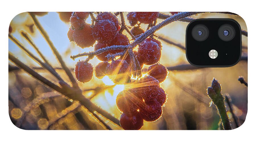 Garden iPhone 12 Case featuring the photograph Highbush Cranberry by Dan Eskelson