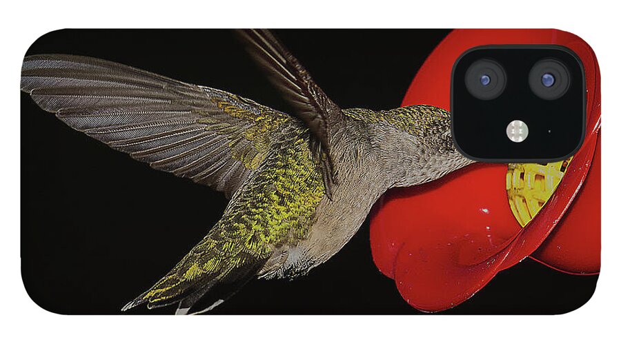 Hummingbird iPhone 12 Case featuring the photograph Hummingbird Hovers at Feeder by Charles Floyd
