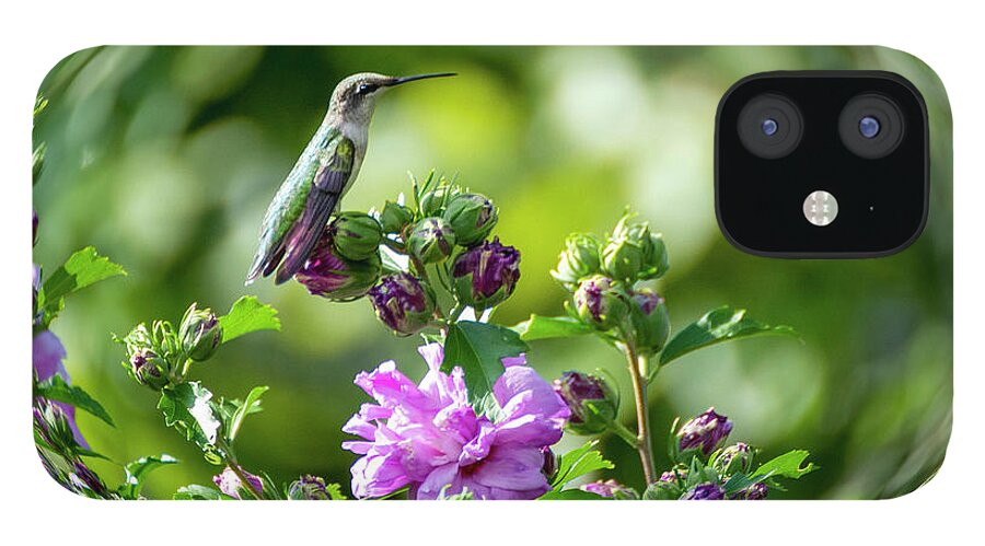 Hummingbird iPhone 12 Case featuring the photograph Hummingbird Sitting by Diane Lindon Coy