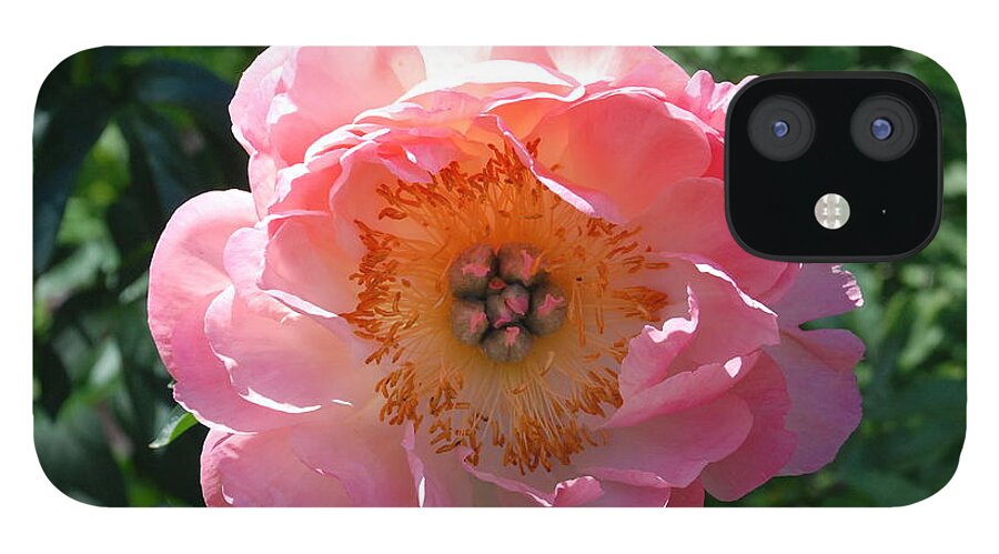 Hybrid Peonie iPhone 12 Case featuring the photograph Hybrid Peonie Face by Ee Photography