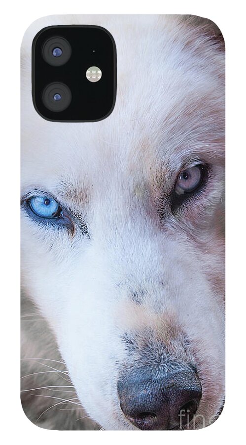 Husky iPhone 12 Case featuring the photograph I see you.... by Max Blinkhorn