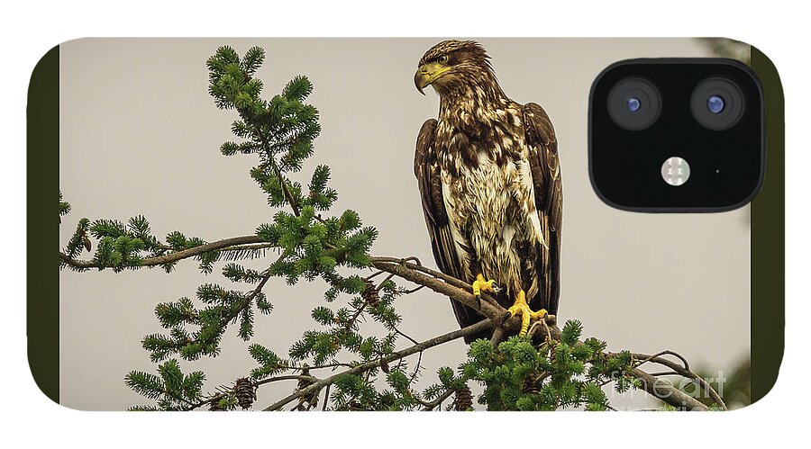 Bald Eagle iPhone 12 Case featuring the photograph Immature Bald Eagle at Camano Island, Washington by Nancy Gleason