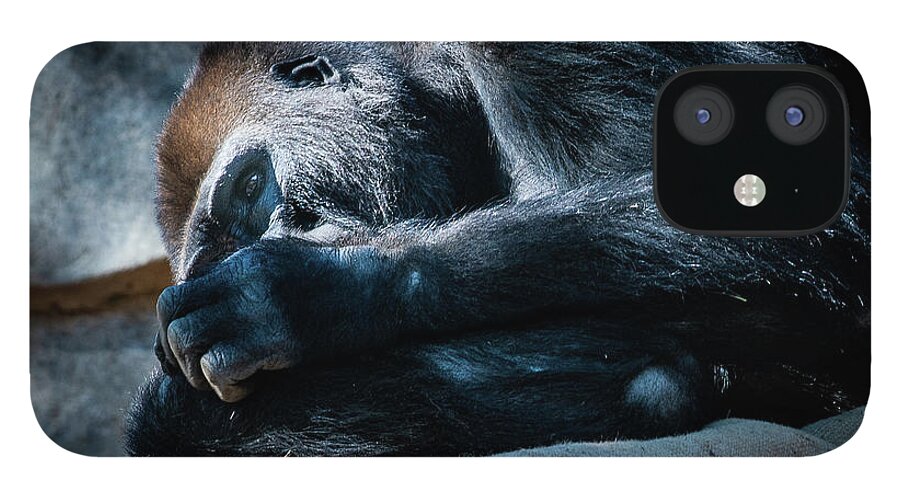 Animals iPhone 12 Case featuring the photograph Insomnia by David Levin