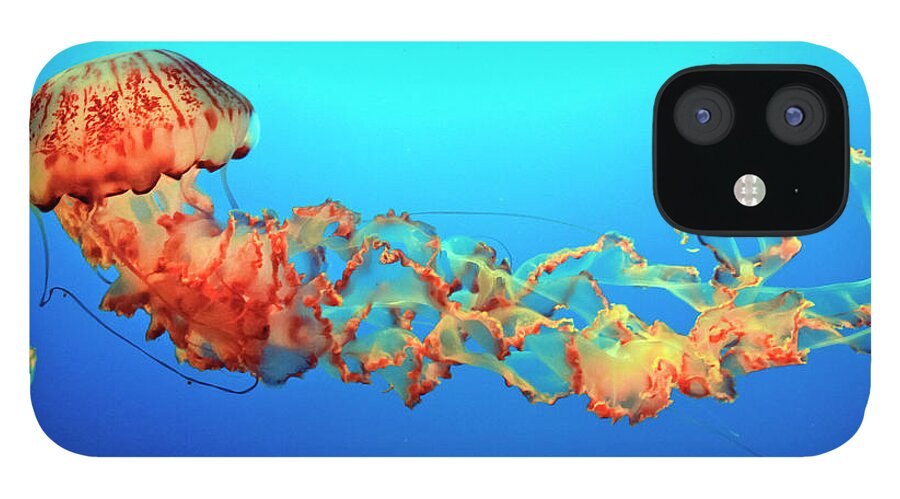 Sea Creatures iPhone 12 Case featuring the photograph Jellyfish by Eyes Of CC