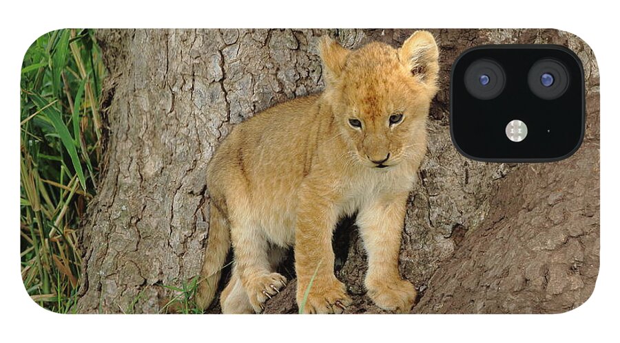Lion iPhone 12 Case featuring the photograph Lion Cub at the Serengeti by Steve Wolfe