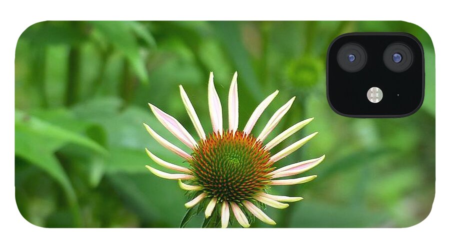 Garden Flower iPhone 12 Case featuring the photograph Lone Beauty by Rosanne Licciardi