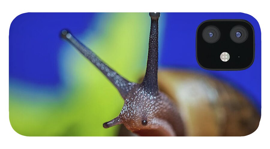 Animals iPhone 12 Case featuring the photograph Macro Photography - Snail by Amelia Pearn