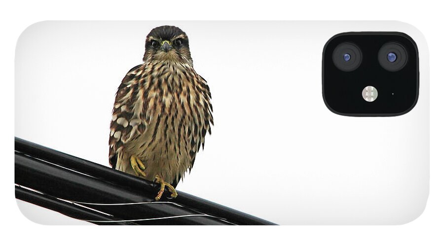 Merlin iPhone 12 Case featuring the photograph Magical Merlin by Debbie Oppermann
