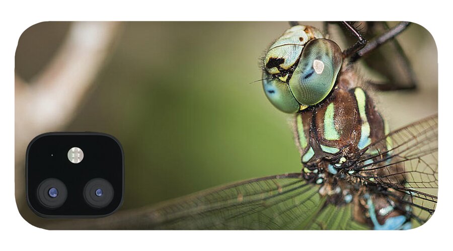 Animals iPhone 12 Case featuring the photograph Male Blue-eyed Darner by Robert Potts