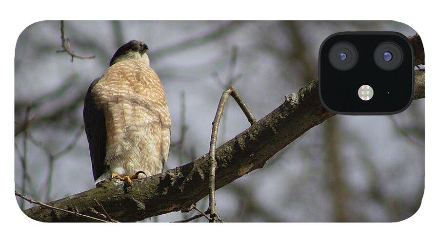 Hawk iPhone 12 Case featuring the photograph Male Coopers Hawk by Geoff Jewett