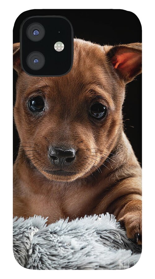 Demestik iPhone 12 Case featuring the photograph Minpin Puppy by Gunnar Orn Arnason