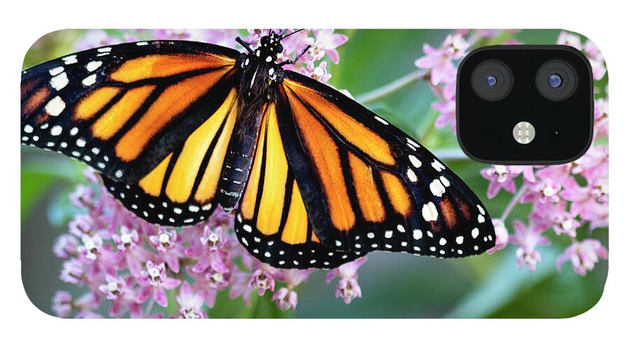 Monarch iPhone 12 Case featuring the photograph Monarch Butterfly on Milkweed by Patty Colabuono