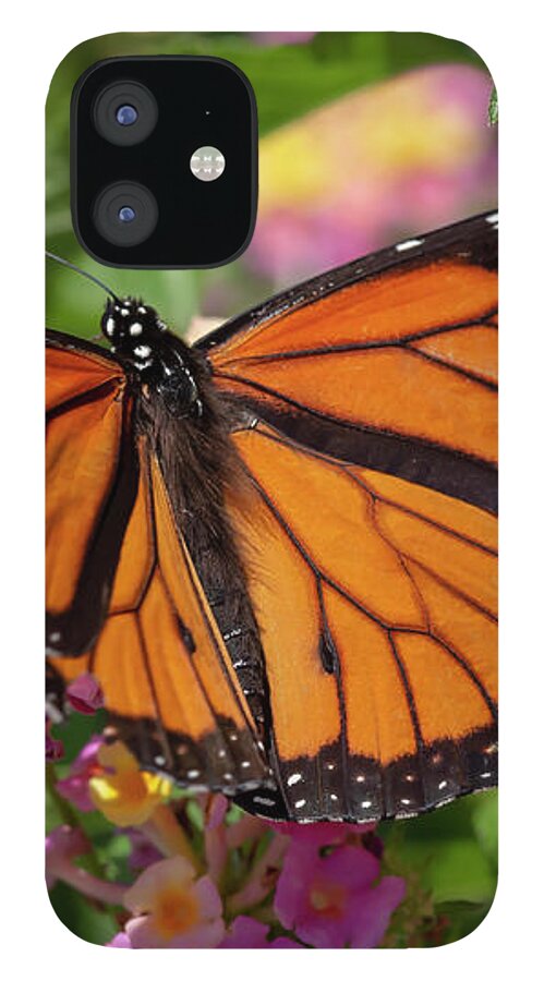 Flower iPhone 12 Case featuring the photograph Monarch on Lantana by Dawn Cavalieri
