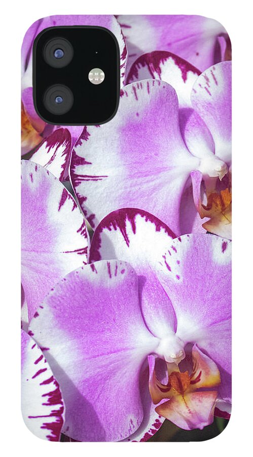 Kauai iPhone 12 Case featuring the photograph Morning Orchid by Tony Spencer