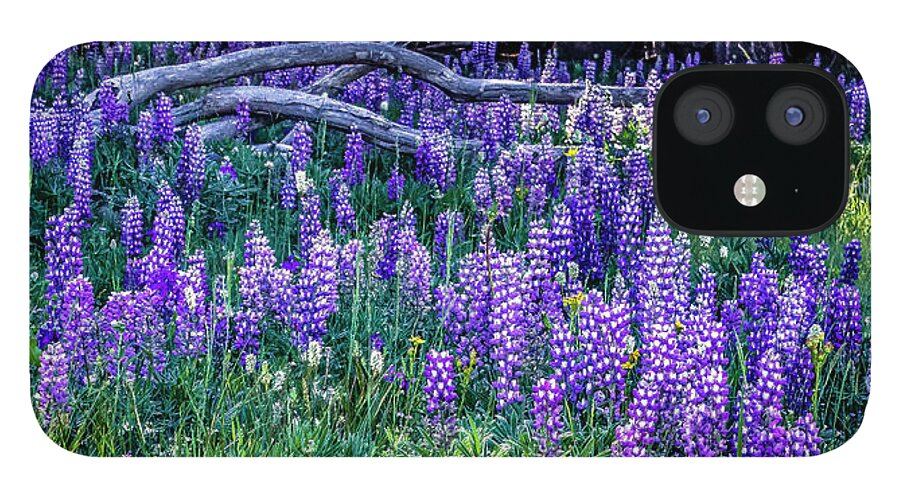  iPhone 12 Case featuring the photograph Mountain Lupine by Laura Terriere