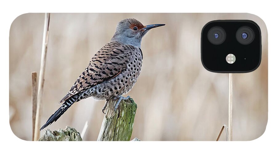 Northern Flicker iPhone 12 Case featuring the photograph Northern Flicker by Terry Dadswell