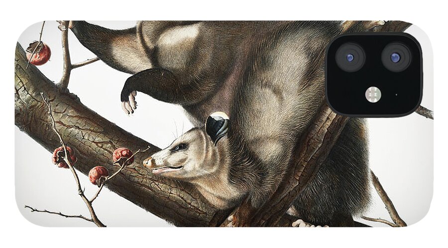 America iPhone 12 Case featuring the mixed media Opossum. John Woodhouse Audubon Illustration by World Art Collective