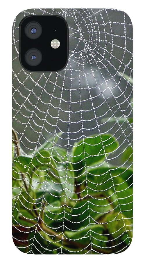 Spiderwebs iPhone 12 Case featuring the photograph Orb Weaver and Honeysuckle by Amelia Racca