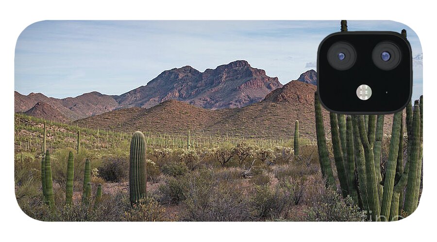 Desert Southwest iPhone 12 Case featuring the photograph Organ Pipe Cactus National Monument by Jeff Hubbard