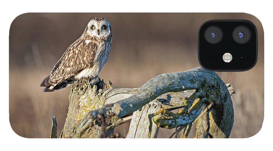 Short-eared Owl iPhone 12 Case featuring the photograph Owl on stump by Terry Dadswell