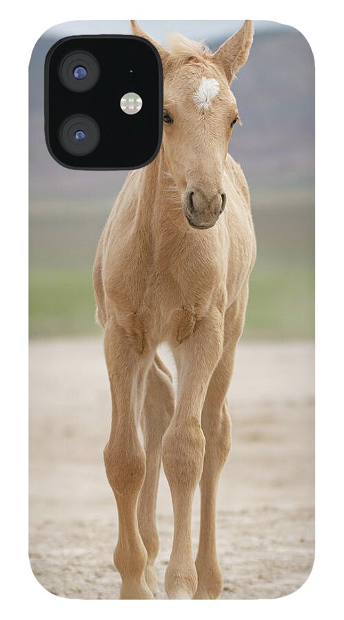 Horses iPhone 12 Case featuring the photograph Palomino Foal by Mary Hone