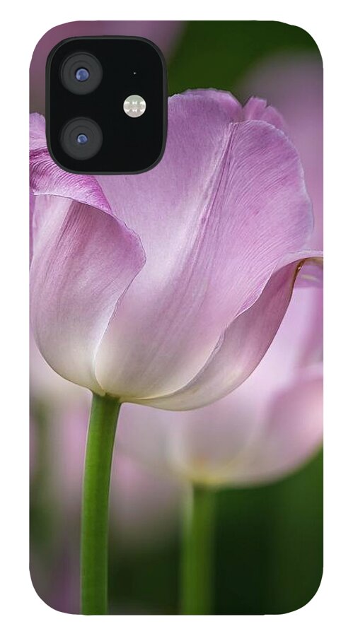 Tulip iPhone 12 Case featuring the photograph Passion by Susan Rydberg