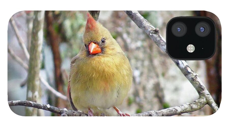 Cardinal iPhone 12 Case featuring the photograph Pensive Mrs. C by Lynn Hunt