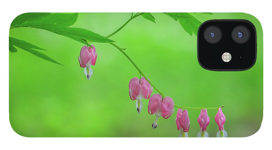 Bleeding Heart iPhone 12 Case featuring the photograph Pink Bleeding Hearts in Floral Bloom by Juergen Roth