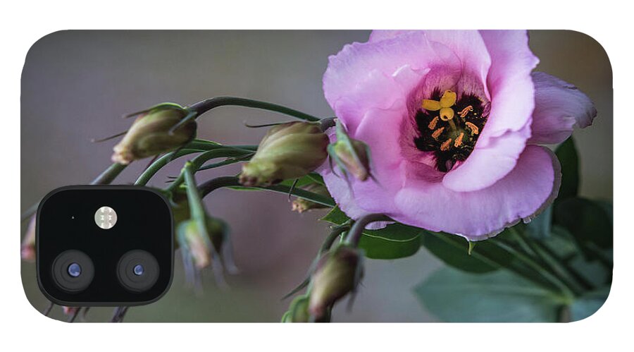 Flower iPhone 12 Case featuring the photograph Pink Lisianthus Spray by Patti Deters