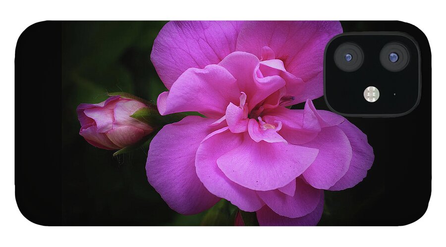 Pink iPhone 12 Case featuring the photograph Pink Rose Bloom and Bud Vignetted by James C Richardson