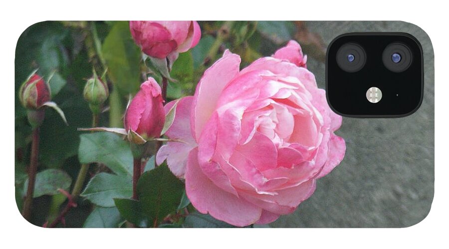 Rose iPhone 12 Case featuring the photograph Pink Roses by Alan Ackroyd