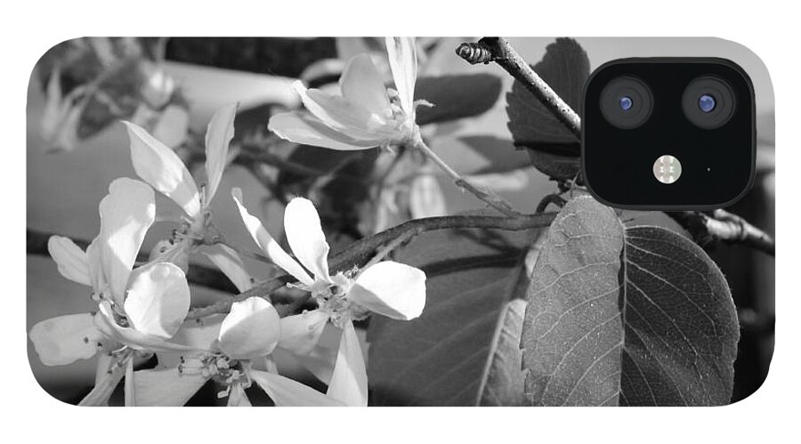 B&w iPhone 12 Case featuring the photograph Plum Blossom in Black and White by Jean Evans