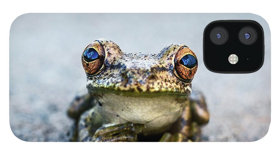 Frog iPhone 12 Case featuring the photograph Pondering Frog by Laura Fasulo