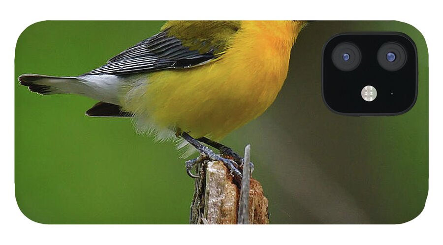 Prothonotary Warbler On Top Of The World iPhone 12 Case featuring the photograph Prothonotary Warbler on top of the world by Carolyn Hall