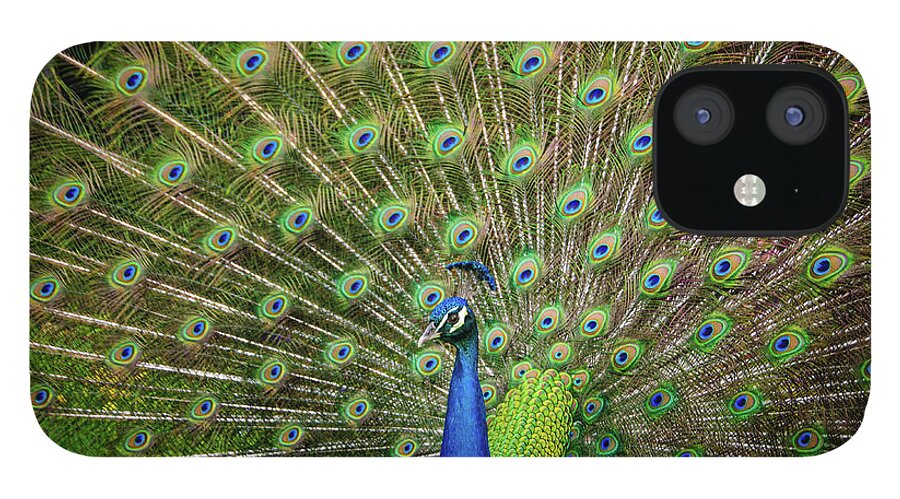Peacock iPhone 12 Case featuring the photograph Proud Peacock by Louise Tanguay